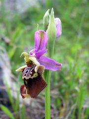 Ophrys holosericea subsp. apulica (O. Danesch & E. Danesch) Buttler