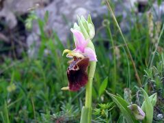 Ophrys holosericea subsp. apulica (O. Danesch & E. Danesch) Buttler