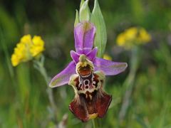 Ophrys holosericea subsp. apulica (O. Danesch & E. Danesch) Buttler