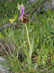 Ophrys holosericea subsp. apulica (O. Danesch & E. Danesch) Buttler