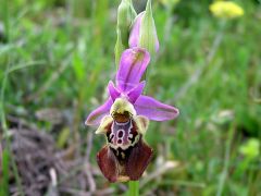 Ophrys holosericea subsp. apulica (O. Danesch & E. Danesch) Buttler