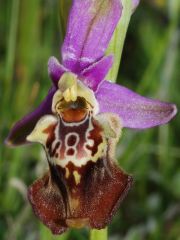 Ophrys holosericea susbp. apulica (O. Danesch & E. Danesch) Buttler
