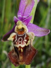 Ophrys holosericea subsp. apulica (O. Danesch & E. Danesch) Buttler