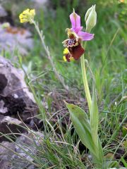 Ophrys holosericea subsp. apulica (O. Danesch & E. Danesch) Buttler