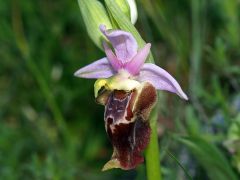 Ophrys holosericea subsp. apulica (O. Danesch & E. Danesch) Buttler