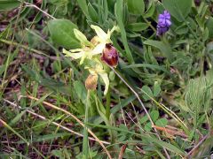 Ophrys exaltata Ten. Subsp. archipelagi (Golz & H. R. Re