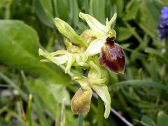 Ophrys exaltata Ten. Subsp. archipelagi (Golz & H. R. Re