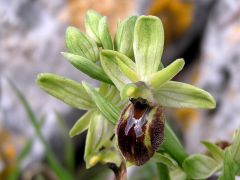 Ophrys exaltata Ten. Subsp. archipelagi (Golz & H. R. Re