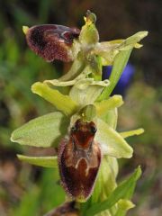 Ophrys exaltata Ten. subsp. archipelagi (Golz & H. R. Re