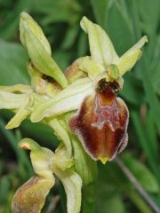 Ophrys exaltata Ten. Subsp. archipelagi (Golz & H. R. Re