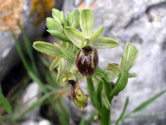 Ophrys exaltata Ten. Subsp. archipelagi (Golz & H. R. Re