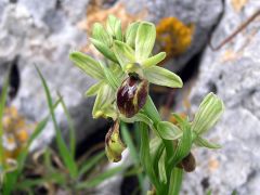 Ophrys exaltata Ten. Subsp. archipelagi (Golz & H. R. Re