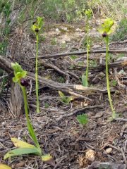 Ophrys fusca subsp. ortuabis (M.P. Grasso & L. Manca) Kreutz