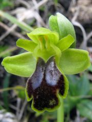 Ophrys fusca subsp. ortuabis (M.P. Grasso & L. Manca) Kreutz