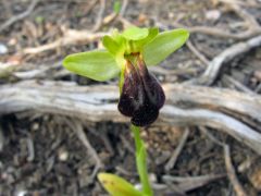 Ophrys fusca subsp. ortuabis (M.P. Grasso & L. Manca) Kreutz