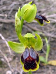 Ophrys fusca subsp. ortuabis (M.P. Grasso & L. Manca) Kreutz