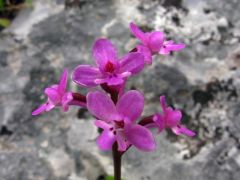 Orchis brancifortii Biv.