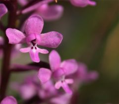 Orchis brancifortii Biv.