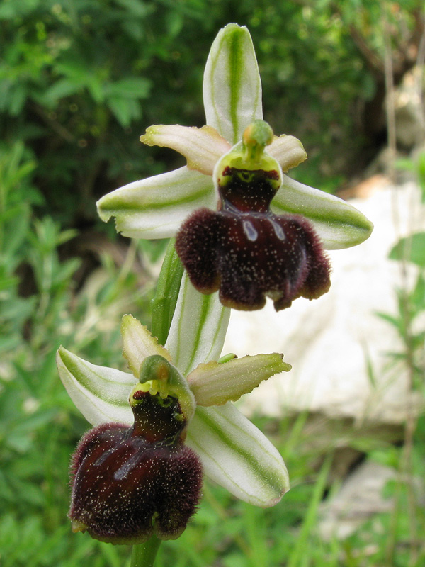 Ophrys sphegodes Mill. subsp. praecox Corrias 