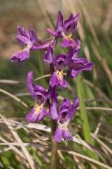 Orchis x colemanii Cortesi