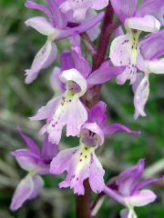 Orchis x colemanii Cortesi