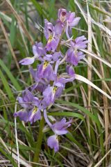 Orchis x colemanii Cortesi