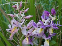 Orchis x colemanii Cortesi