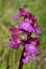 anacamptis x gennarii (Rchb. F.) H. Kretz., Eccarius & H. Dietr.