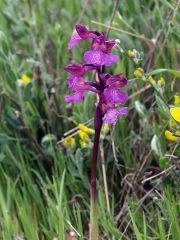 anacamptis x gennarii (Rchb. F.) H. Kretz., Eccarius & H. Dietr.