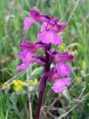 anacamptis x gennarii (Rchb. F.) H. Kretz., Eccarius & H. Dietr.