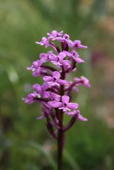 Orchis brancifortii Biv.