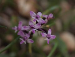 Orchis brancifortii Biv.