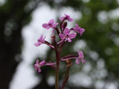 Orchis brancifortii Biv.