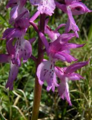 Orchis mascula (L.) L. subsp. ichnusae Corrias