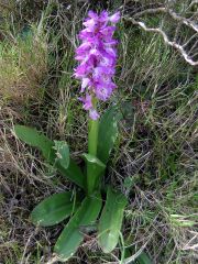 Orchis mascula (L.) L. subsp. ichnusae Corrias