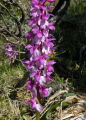 Orchis mascula (L.) L. subsp. ichnusae Corrias