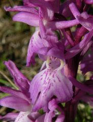 Orchis mascula (L.) L. subsp. ichnusae Corrias