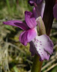 Orchis mascula (L.) L. subsp. ichnusae Corrias