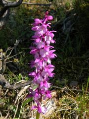 Orchis mascula (L.) L. subsp. ichnusae Corrias