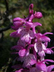 Orchis mascula (L.) L. subsp. ichnusae Corrias