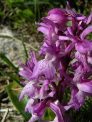 Orchis mascula (L.) L. subsp. ichnusae Corrias