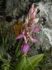 Orchis mascula (L.) L. subsp. ichnusae Corrias