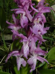 Orchis mascula (L.) L. subsp. ichnusae Corrias