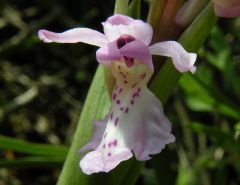 Orchis mascula (L.) L. subsp. ichnusae Corrias 