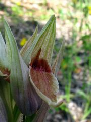 Serapias nurrica Corrias