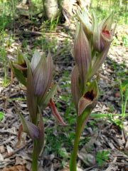 Serapias nurrica Corrias