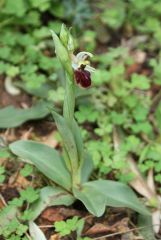 Ophrys sphegodes Mill. subsp. praecox Corrias 