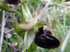 Ophrys sphegodes Mill. subsp. praecox Corrias 