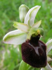 Ophrys sphegodes Mill. subsp. praecox Corrias 