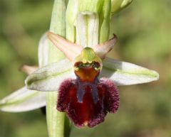 Ophrys sphegodes Mill. subsp. praecox Corrias 